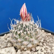 Turbinicarpus saueri subs