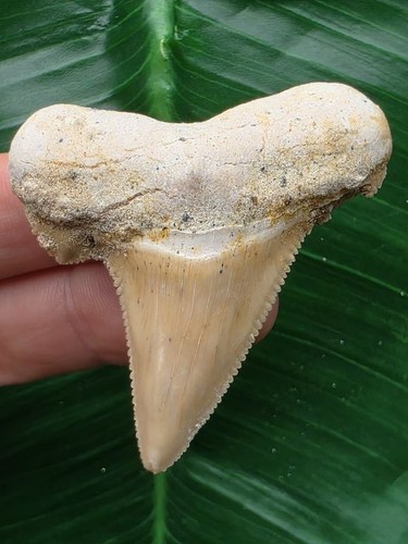Dente chiaro di otodus - dente,