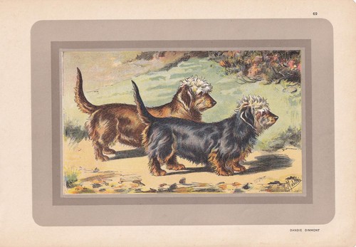 Stampa dandie dinmont terrier - stampa,