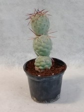 Tephrocactus Geometricus - 3