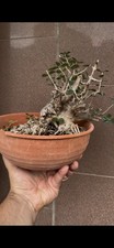 Olea sylvestris - Bonsai shohin - olivastro