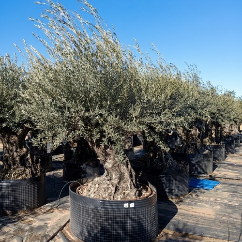 Ulivo olivo olea - "olea, europea"