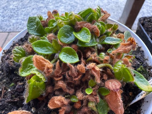 Cephalotus follicularis large - cephalotus,