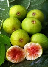 3 x TALEA GRANDE di FICO DOTTATO SAN GIOVANNI FACILE RADICAZIONE H 90-110CM 