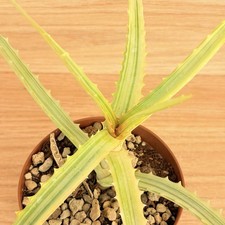 Aloe arborescens f. variegata