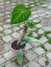 Anthurium Clarinervium Y Aspidistra Elatior Variegata 