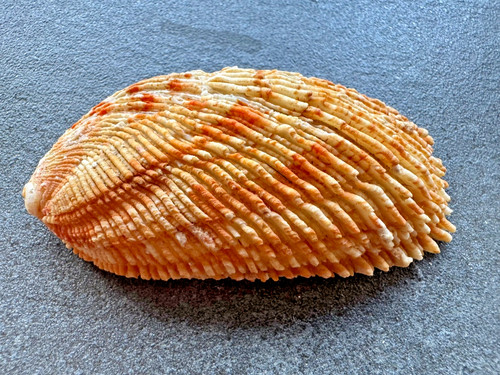 Haliotis elegans - 82,13,