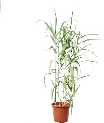 Arundo donax canna - donax, domestica
