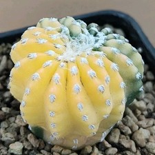 Discocactus horstii Nishiki Variegata "YELLOW" POT 6 CM On its own root Rare!!!!