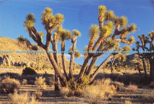 D189266 yucca brevifolia - d189266,