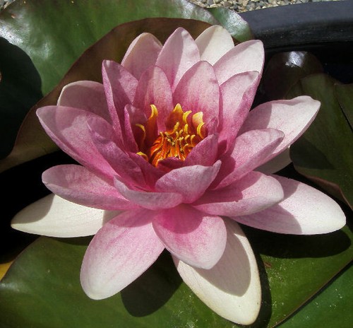 Ninfea colorata rustica - ninfea,