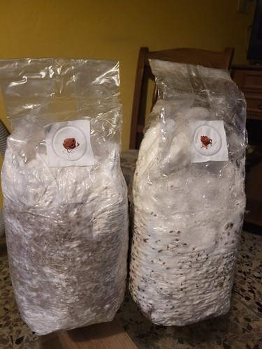 Micelio spawn grano - micelio,