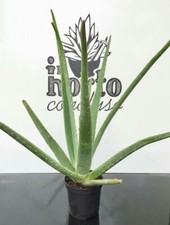 Pianta di Aloe Vera Barbadensis da coltivazione biologica - altezza 40÷60 cm