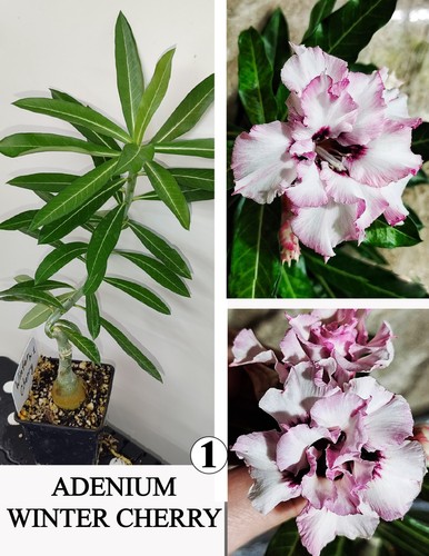 Adenium winter cherry rosa - cherry,