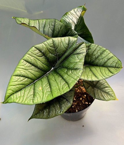 Alocasia platinum potente con - potente,
