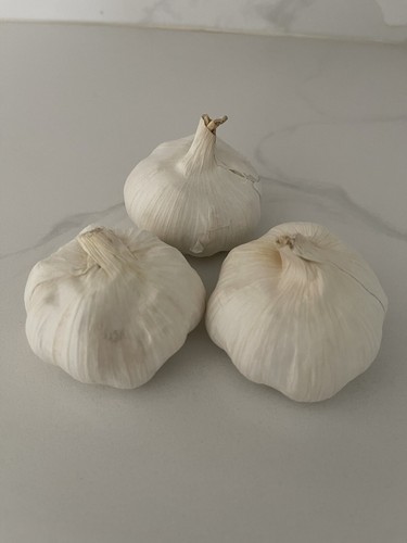 Ajo macho dinero - macho, pz