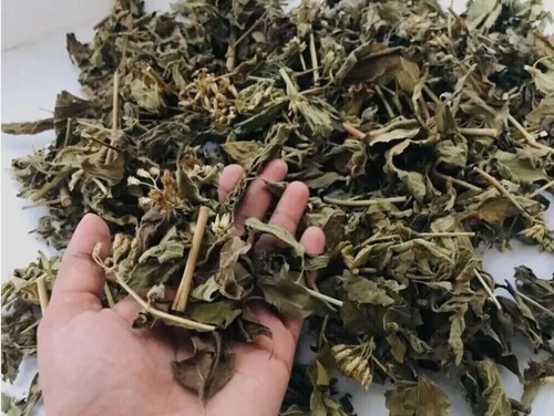 Erba sogno messicana 100 - da,