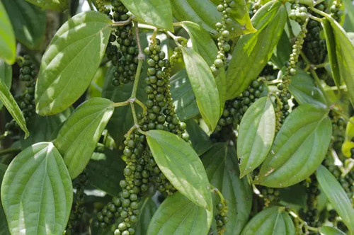 Piper nigrum ceylon - piper, pepe