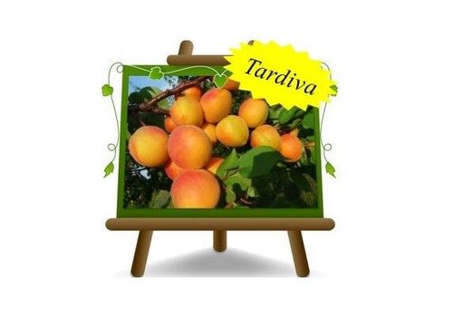 Albicocco pisana tardiva - tardiva,