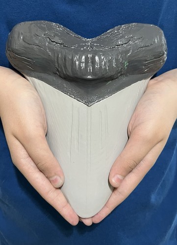 Replica espositore denti - replica,