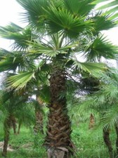 Washingtonia robusta palma - robusta,