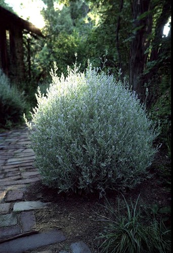 Artemisia schmidtiana - artemisia,