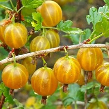 Pianta uva spina gialla - pianta,