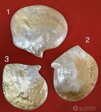 conchiglie in madreperla