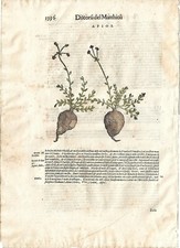 Stampa antica MATTIOLI