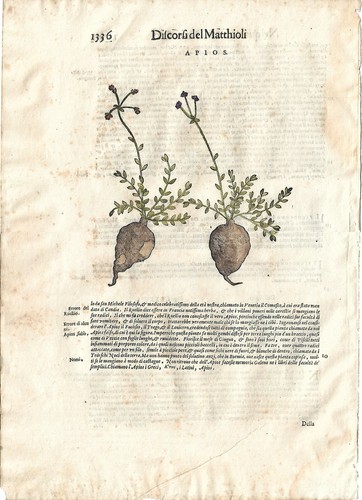Stampa antica mattioli - antica,