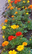 150 SEMI?TAGETE MIX PERFETTO? ALTEZZA 20-25 cm?2023