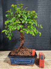 bonsai  olmo cinese   h 30 cm