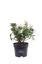 Pianta pieris japonica vera - di,