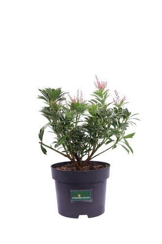 Pianta pieris japonica vera - pianta, di