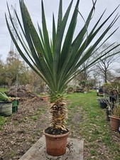 Yucca gloriosa 110 50 - 🌴yucca, /