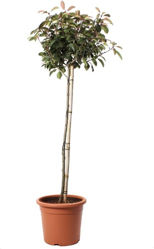 Photinia fraseri red robin - fraseri,