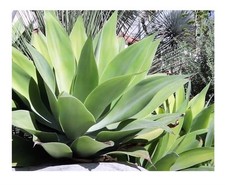 10x Agave attenuata subsp