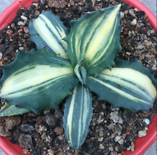 Rara Pianta Succulenta Agave
