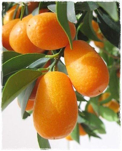 Pianta kumquat ovale citrus - pianta, di