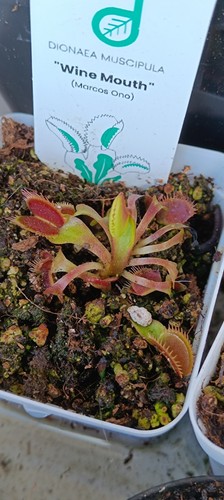 Dionaea wine mouth - dionaea,