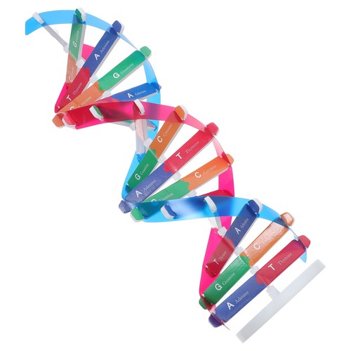 Modelli dna di - dna,