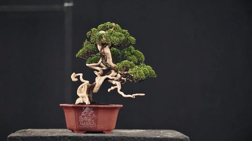 Bonsai juniperus sargenti - bonsai, di