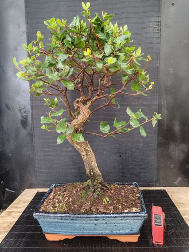 Bonsai quercia sughero - da,