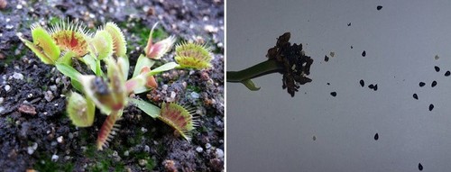 Semi dionaea muscipula - semi, di