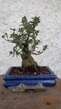 BONSAI DI OLIVASTRO Shohin OLEA OLEASTER