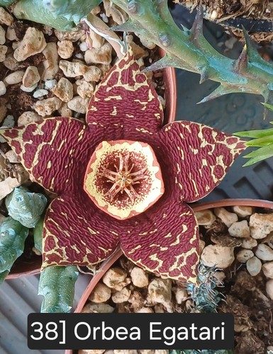 Talea radicata orbea egatari - 1,