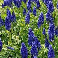 Bulbi di Muscari Armeniacum Olandesi, fioritura garantita (100pz)