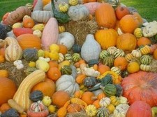 20 SEMI MIX ZUCCHINE