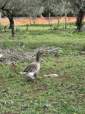 Uova Feconde Fertili di Oche