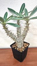Pachypodium densiflorum